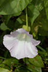 Hedge false bindweed